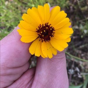 Meet your Posher, Ginni